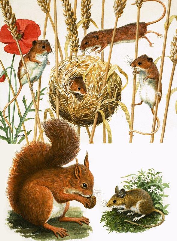Ratones de campo y nido, ardilla y ratón de cola larga de R.B. Davis