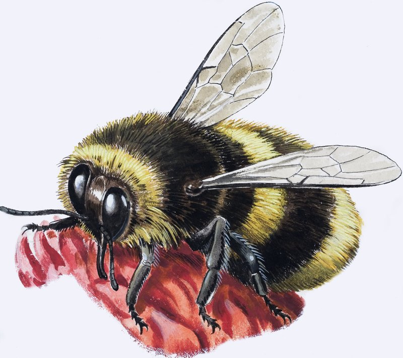 Honey Bee (gouache sobre papel) de R.B. Davis