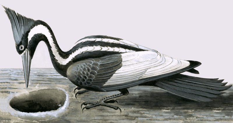 Pico de marfil de R.B. Davis