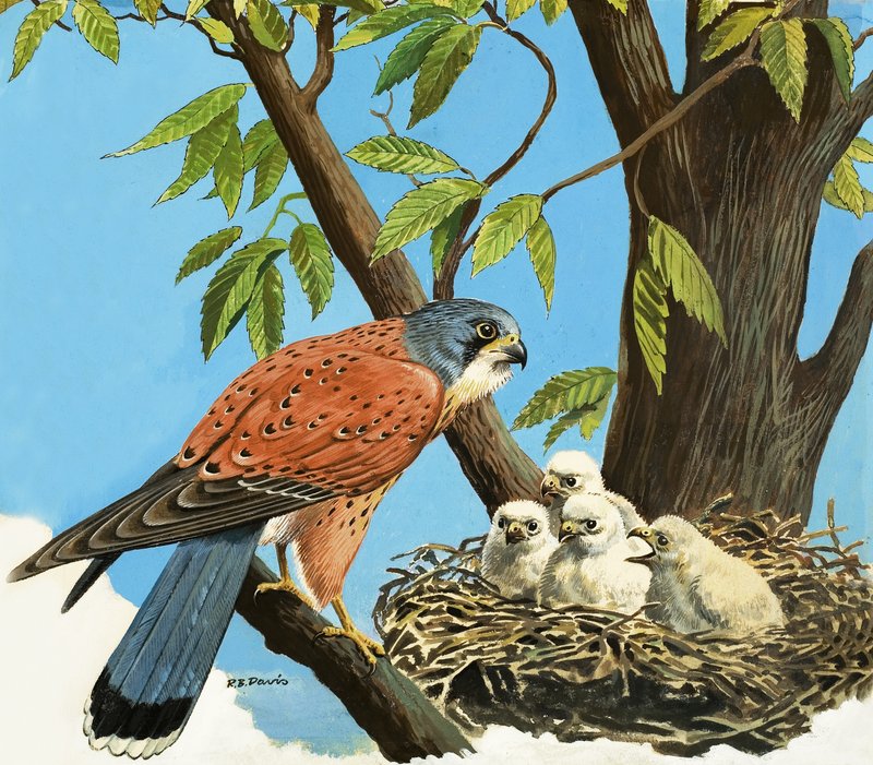 Cernícalo y polluelo de R.B. Davis