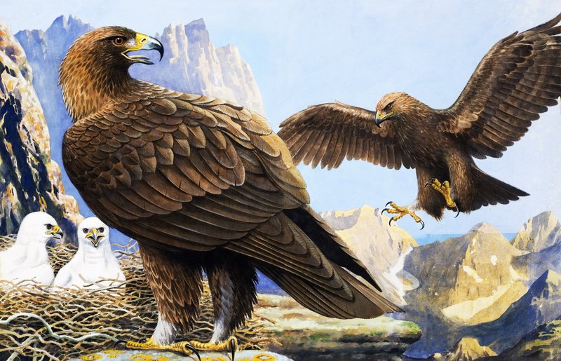 Rey de los pájaros, de "El país de las maravillas de la naturaleza de R.B. Davis