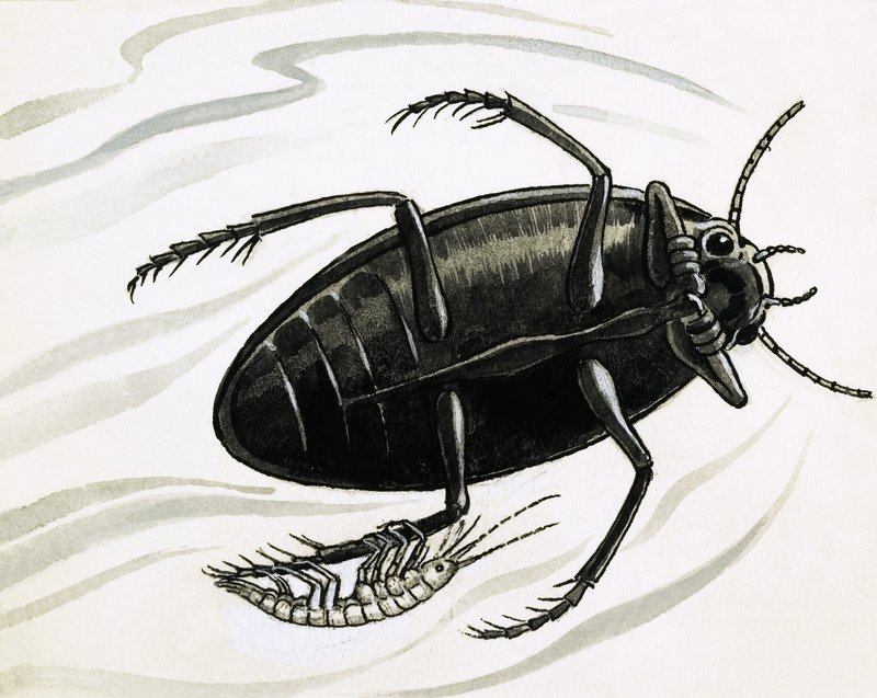 Los camarones suelen viajar con los grandes escarabajos de agua de R.B. Davis