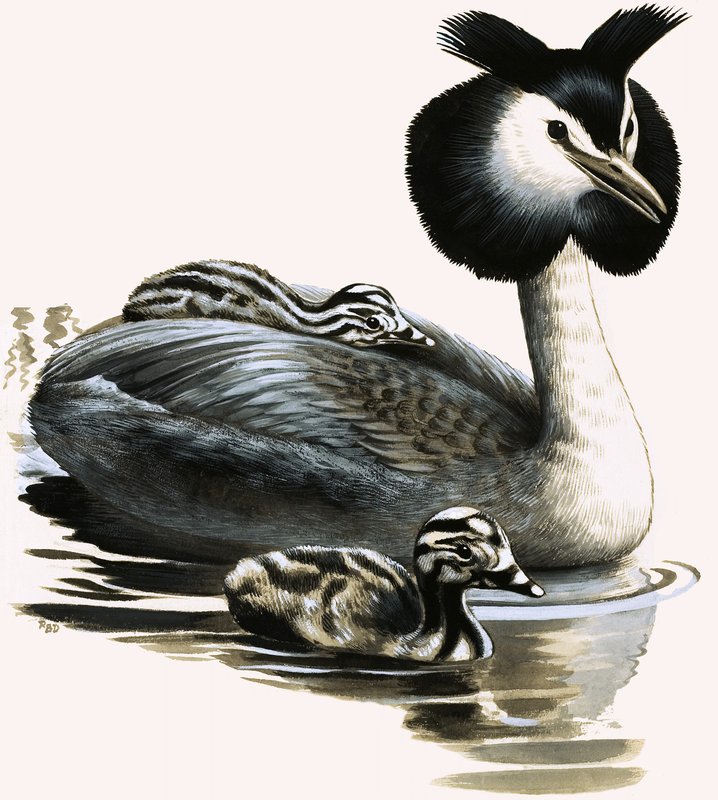 Somormujo lavanco de R.B. Davis