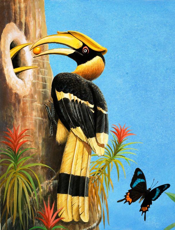 El cálao de R.B. Davis