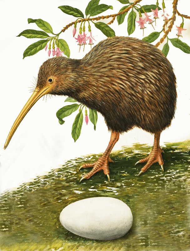 El Kiwi de R.B. Davis