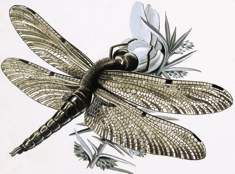 La libélula de R.B. Davis