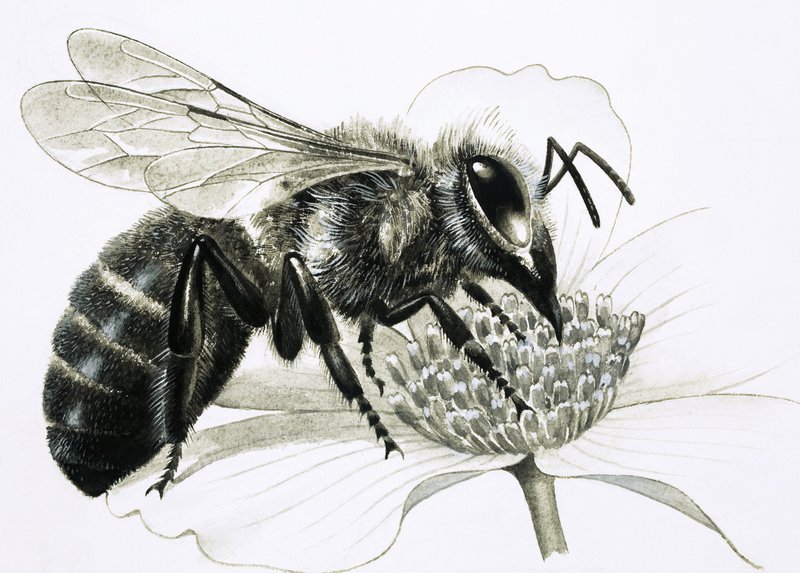 Abeja obrera recolectando néctar de la flor de R.B. Davis