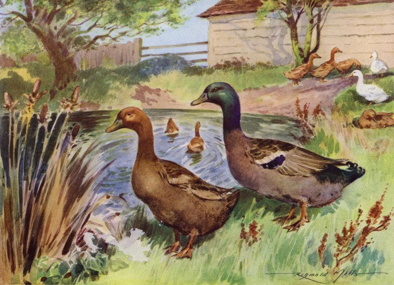Ilustración para Mi granja (litografía en color) de Reginald Mills