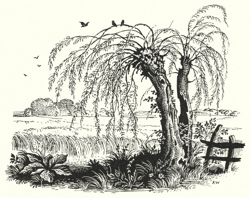 Hans Christian Andersen: El Trigo Sarraceno de Rex (after) Whistler