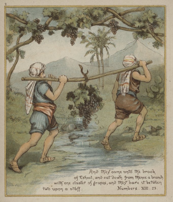 Un racimo de uvas de Escol de Richard Andre