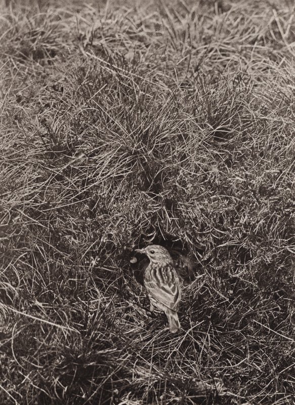 Bisbita de los prados (foto en blanco y negro) de Richard and Cherry Kearton