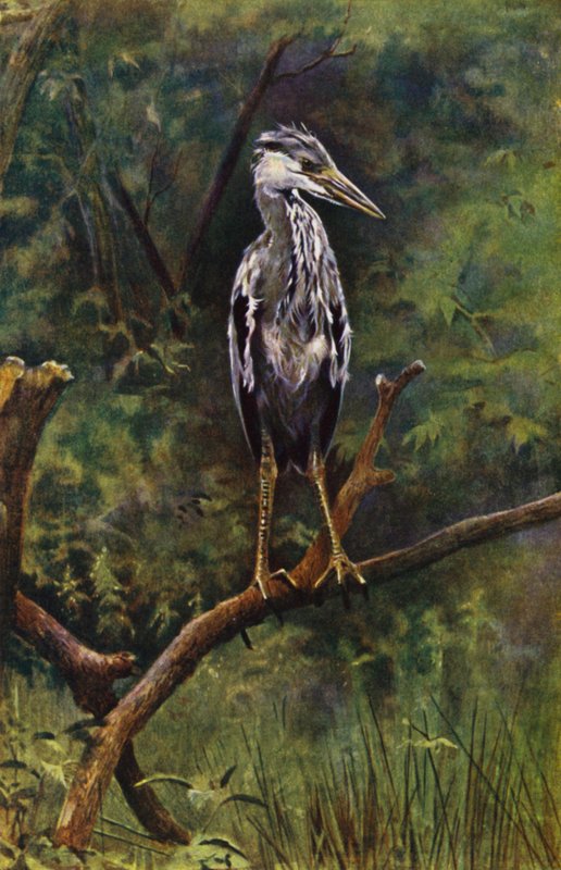 Una garza joven (foto) de Richard and Cherry Kearton