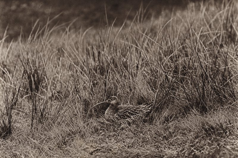Zarapito en el nido (foto en blanco y negro) de Richard and Cherry Kearton