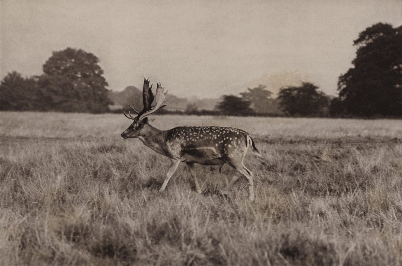 Gamo (foto en blanco y negro) de Richard and Cherry Kearton