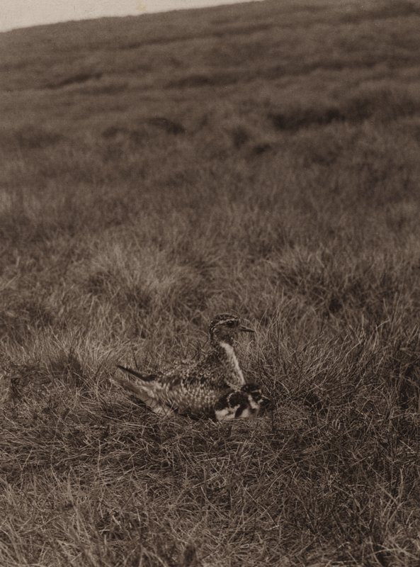Chorlito dorado cubriendo a los polluelos (foto en blanco y negro) de Richard and Cherry Kearton