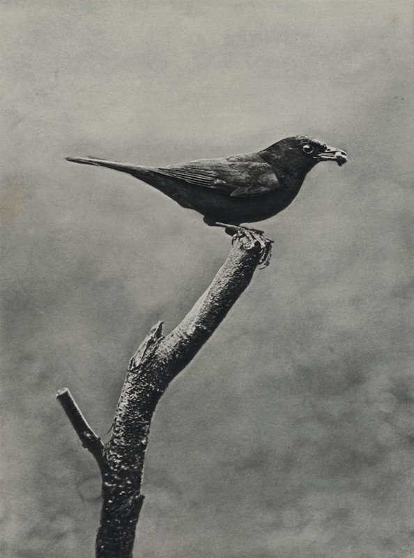 Mirlo macho con comida para las crías (foto en blanco y negro) de Richard and Cherry Kearton
