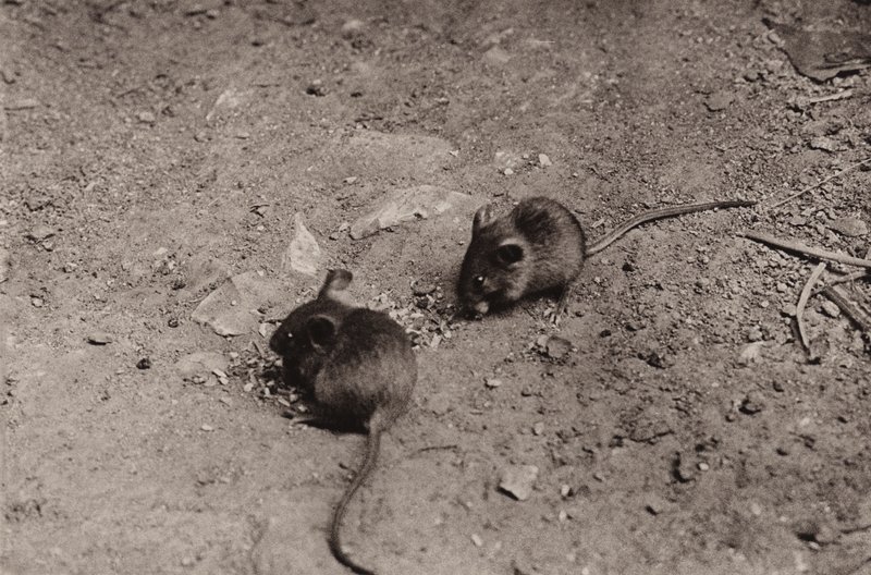 Ratones en la cena (foto en blanco y negro) de Richard and Cherry Kearton