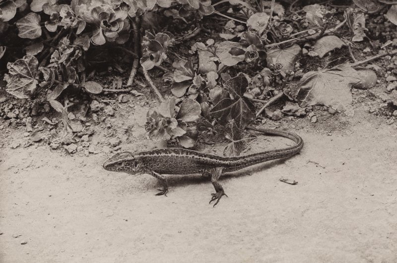Lagartija de arena (foto en blanco y negro) de Richard and Cherry Kearton