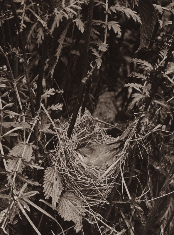 La curruca de los pantanos (foto en blanco y negro) de Richard and Cherry Kearton
