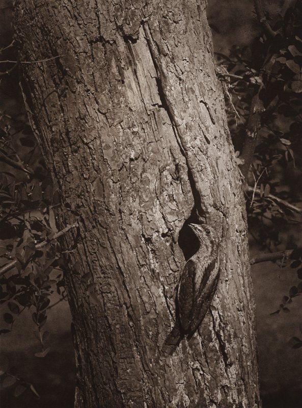 Cuello de tortuga en el nido (foto en blanco y negro) de Richard and Cherry Kearton