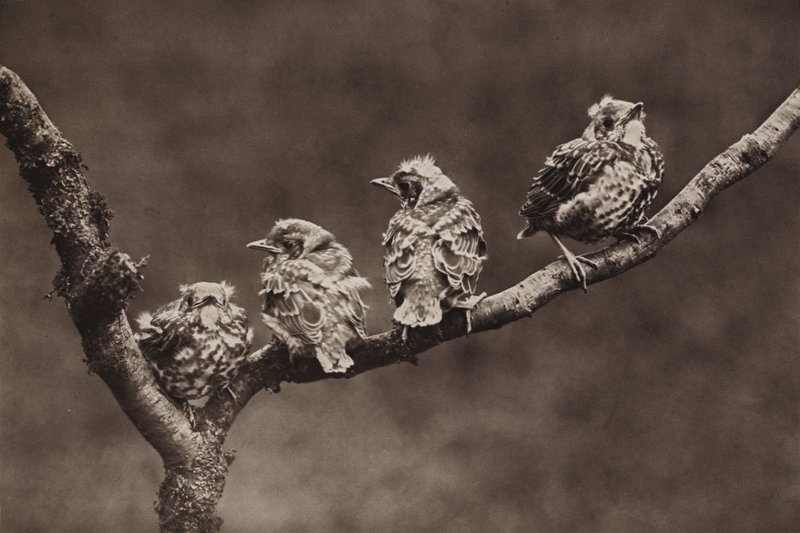 Tordos jóvenes (foto en blanco y negro) de Richard and Cherry Kearton