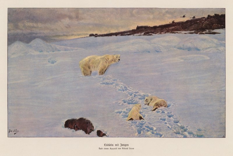 Oso polar y cachorros (litografía en color) de Richard Friese