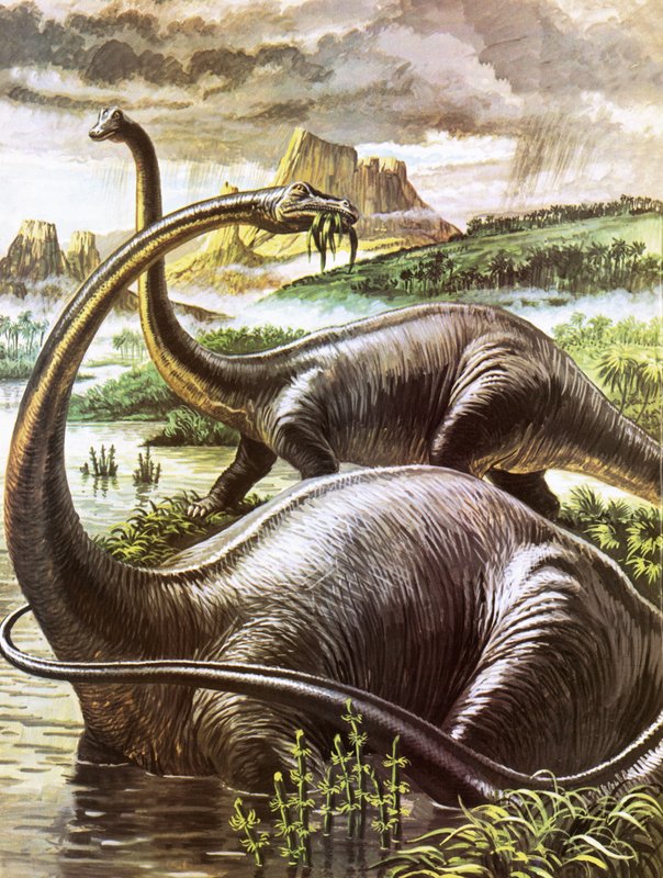 Diplodocus de Roger Payne
