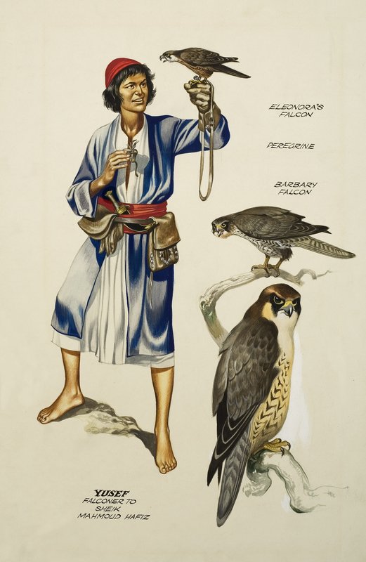 Yusef, Falconer to Sheik Mahmoud Hafiz (gouache sobre papel) de Ron Embleton