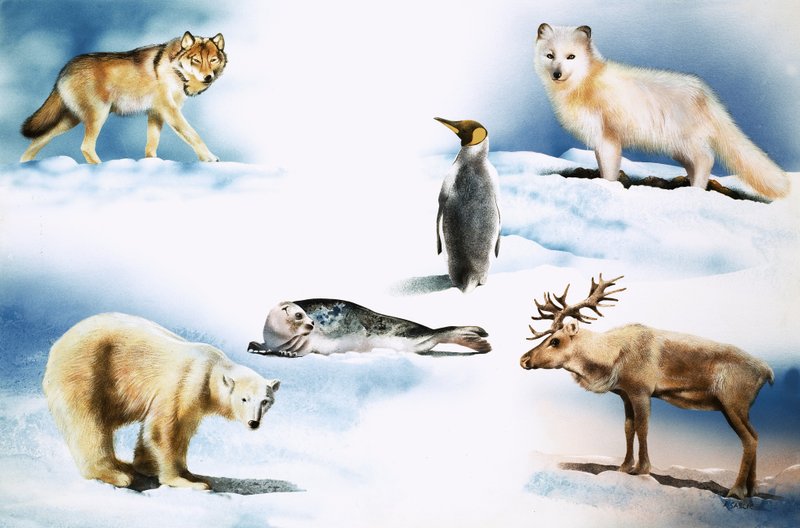 Animales del Ártico de Rudolf Sablic