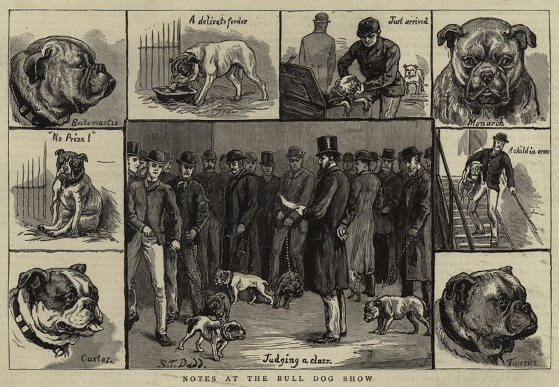 Notas en la exposición de perros Bulldog de S.T. Dadd