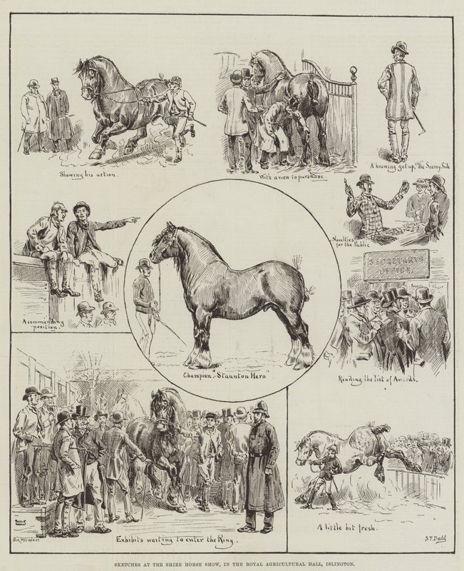 Bocetos en la Exposición de Caballos Shire, en el Royal Agricultural Hall, Islington de S.T. Dadd