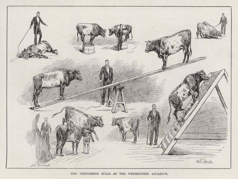 The Performing Bulls at the Westminster Aquarium (grabado) de S. T. Dadd