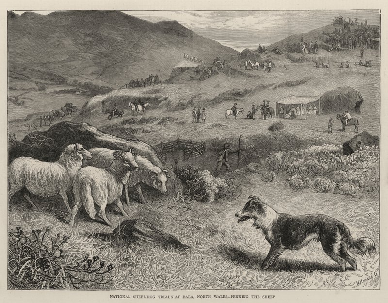 Pruebas Nacionales de Perros Pastores en Bala, Gales del Norte, Encerrando a las Ovejas de Samuel Edmund Waller