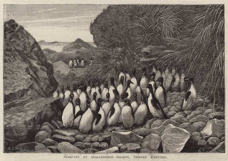 Pingüinos en la Isla Inaccesible, Tristan D