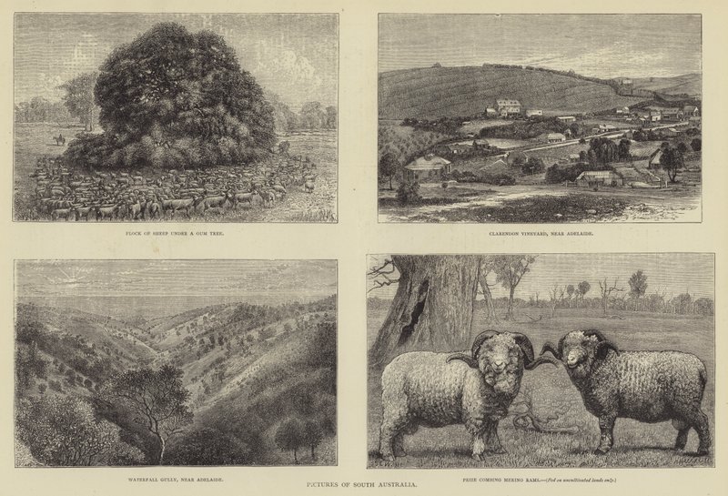 Imágenes de Australia del Sur de Samuel Edmund Waller