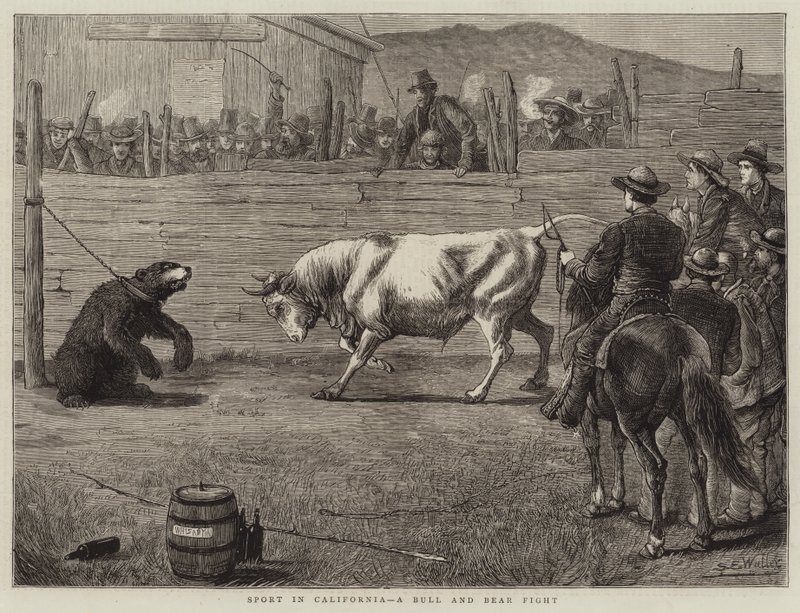 Deporte en California, una Pelea de Toro y Oso de Samuel Edmund Waller