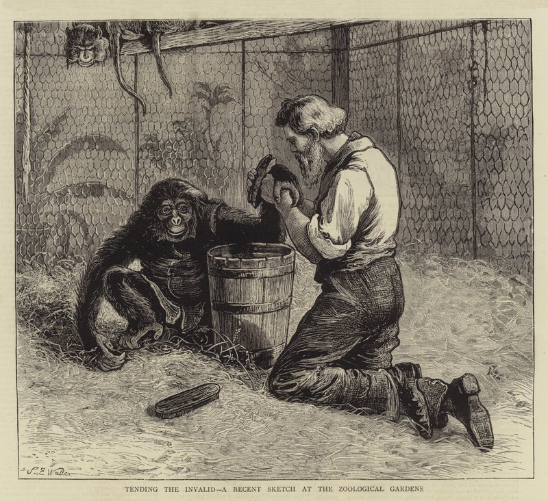 Cuidando al inválido, un boceto reciente en el Zoológico de Samuel Edmund Waller