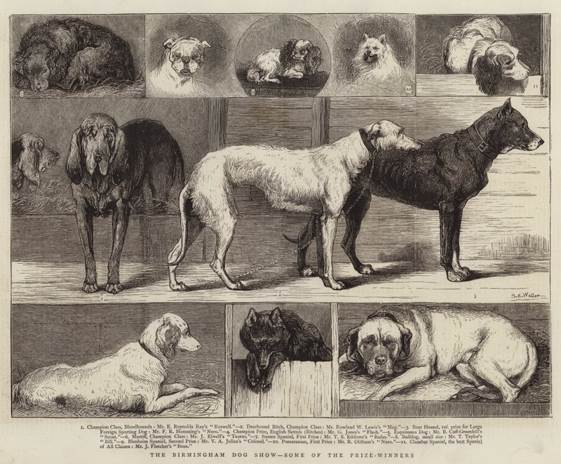 La exposición canina de Birmingham, algunos de los ganadores de Samuel Edmund Waller