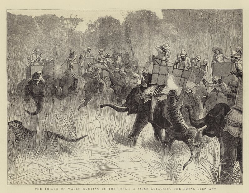 El Príncipe de Gales cazando en el Terai, un Tigre atacando al Elefante Real de Samuel Edmund Waller