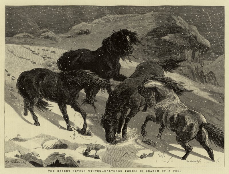El reciente invierno severo, ponis de Dartmoor en busca de alimento de Samuel Edmund Waller