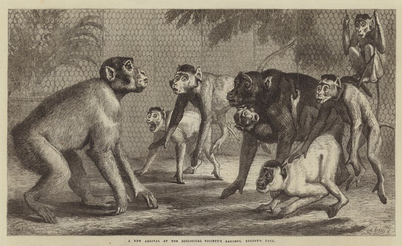 Una nueva llegada en los Jardines de la Sociedad Zoológica, Regent