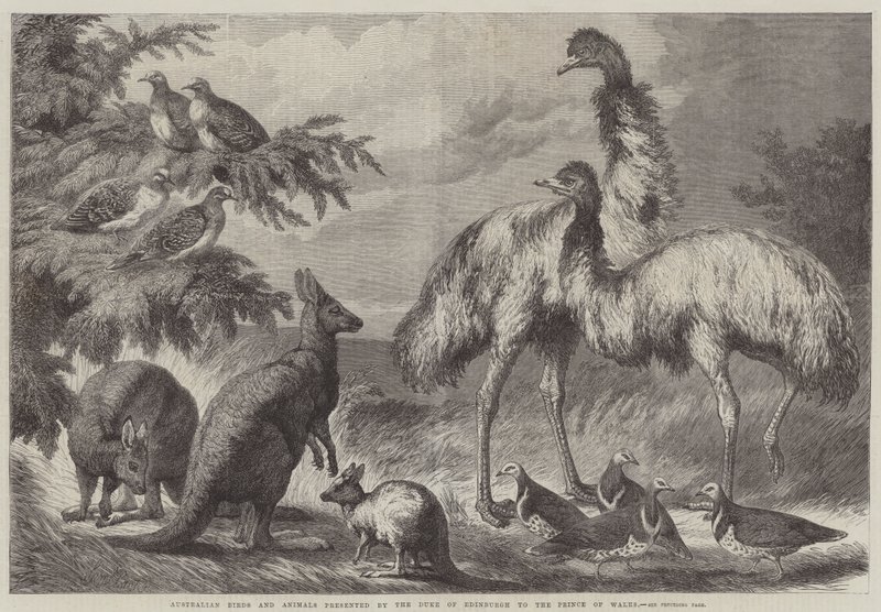 Aves y animales australianos presentados por el Duque de Edimburgo al Príncipe de Gales de Samuel John Carter