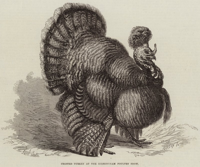 Pavo Crestado en la Exposición Avícola de Birmingham de Samuel John Carter