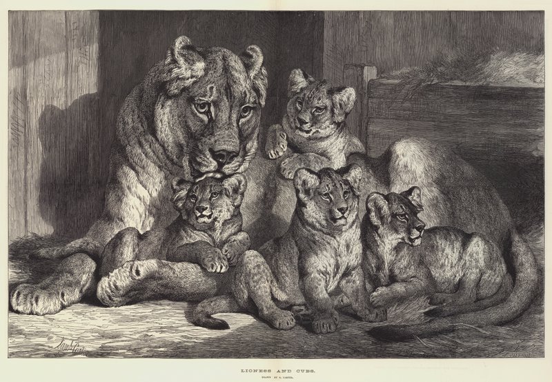 Leona y cachorros de Samuel John Carter