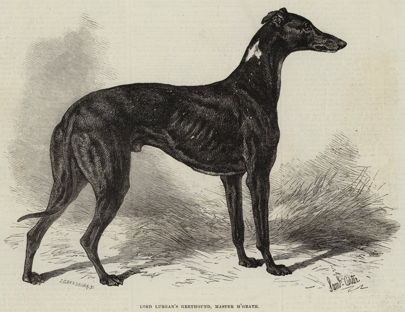 El galgo de Lord Lurgan, Master M