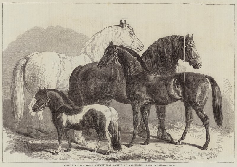 Reunión de la Sociedad Real de Agricultura en Manchester, caballos premiados de Samuel John Carter