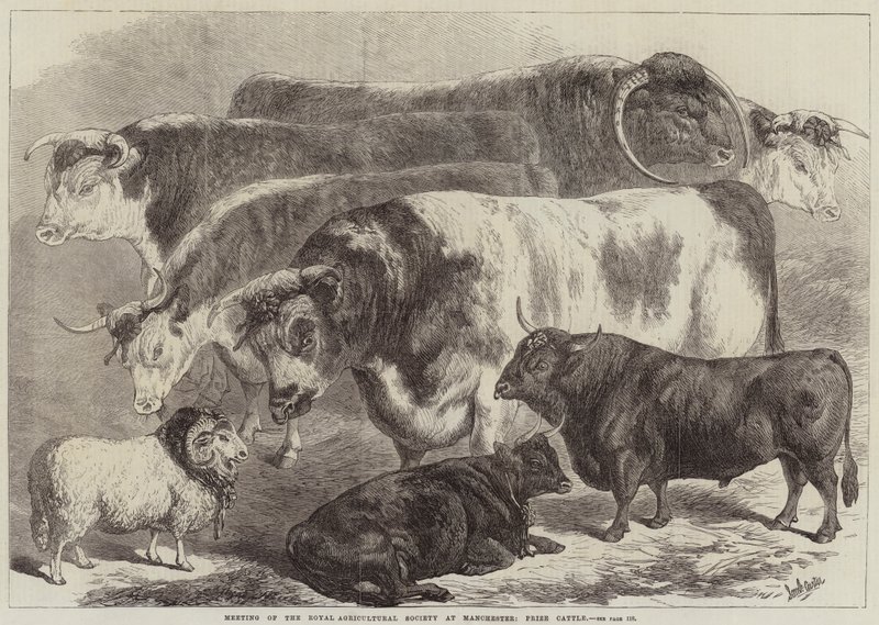 Reunión de la Sociedad Real de Agricultura en Manchester, Ganado Premiado de Samuel John Carter
