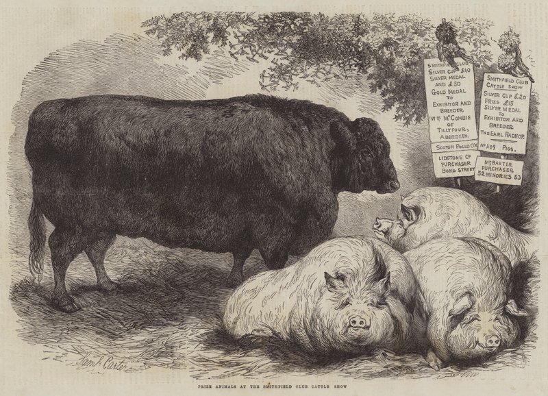 Animales premiados en la Exposición de Ganado del Club Smithfield de Samuel John Carter