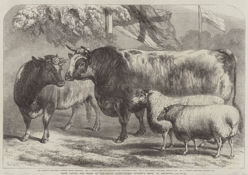 Ganado y ovejas premiados en la exposición de la Royal Agricultural Society, en Leicester de Samuel John Carter