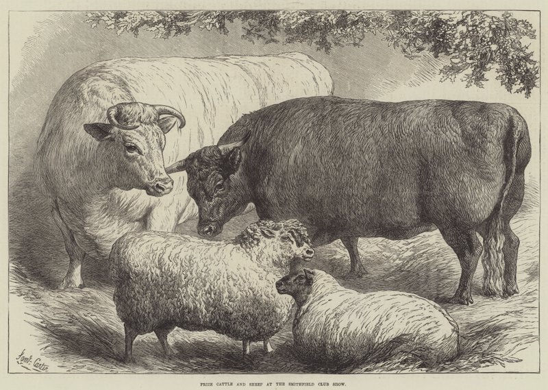 Ganado y ovejas premiados en la exposición del Club Smithfield de Samuel John Carter